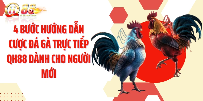 4 bước hướng dẫn cược đá gà trực tiếp QH88 dành cho người mới