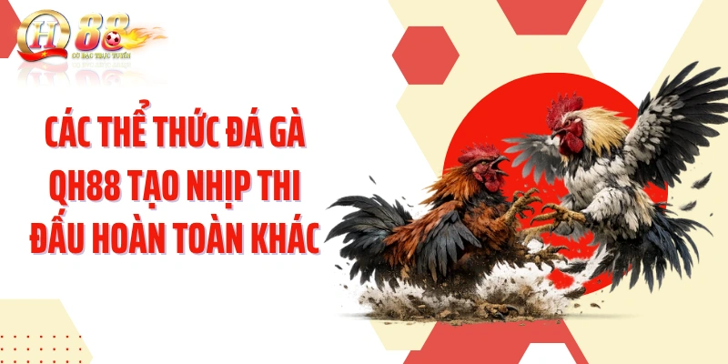 Các thể thức đá gà QH88 tạo nhịp thi đấu hoàn toàn khác