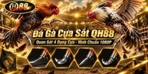 Đá Gà Cựa Sắt QH88 | Quan Sát 4 Dạng Cựa - Hình Chuẩn 1080P